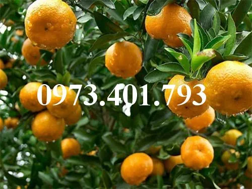 Quyt duong thai2_result.webp