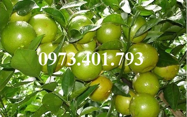 Quyt duong thai3_result.webp