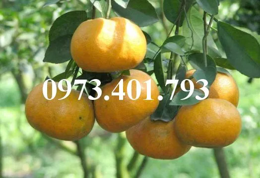 Quyt duong thai4_result.webp