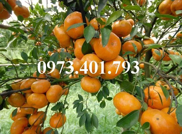 Quyt duong thai5_result.webp