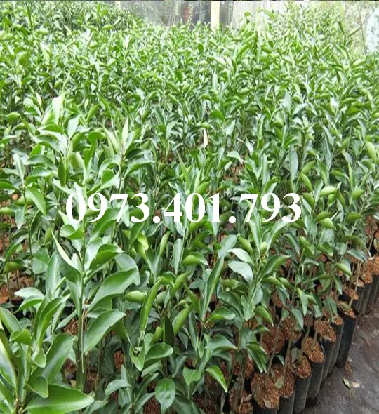 Quyt duong thai6_result.webp