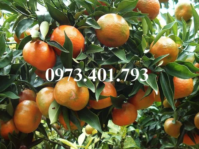 Quyt duong thai7_result.webp