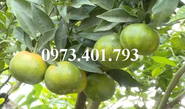 Quyt duong thai8_result.webp