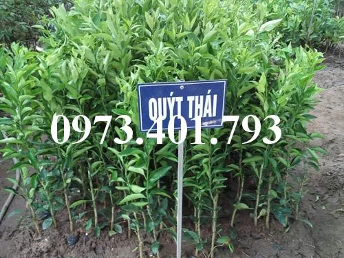 Quyt duong thai_result.webp