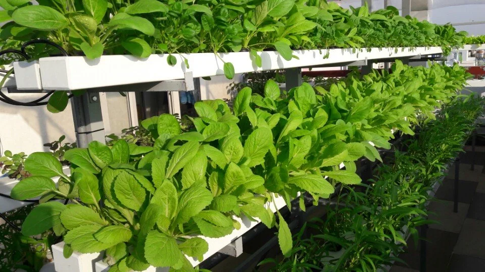 tìm hiểu về trồng thuỷ canh