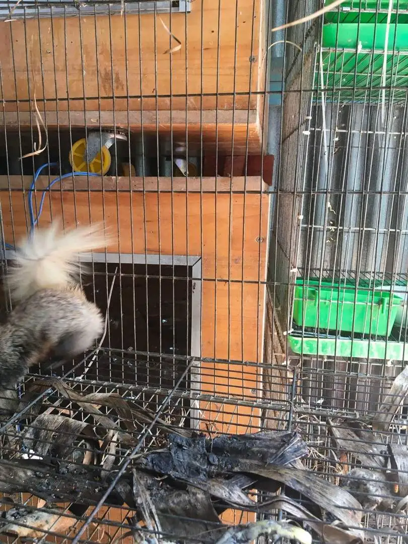 Có ai biết con sóc này tên gì ko