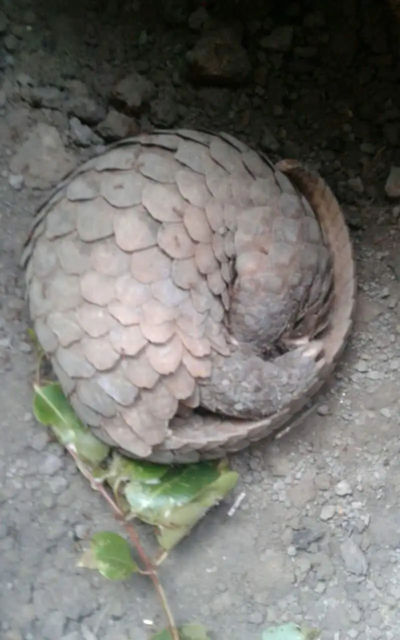 kỹ thuật nuôi thử nghiệm tê tê