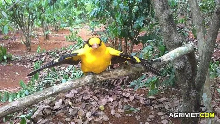 các bác cho e hỏi đây là chim gì ak?