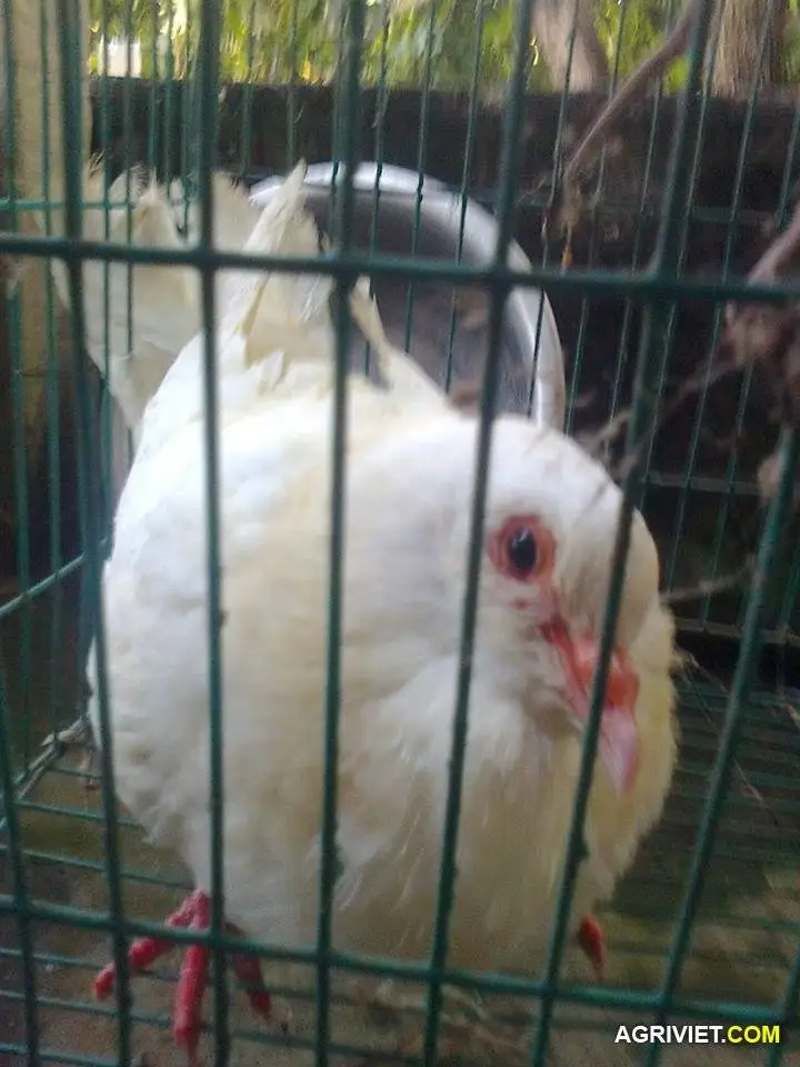 chữa bệnh nghẹo đầu ở chim bồ câu!!!