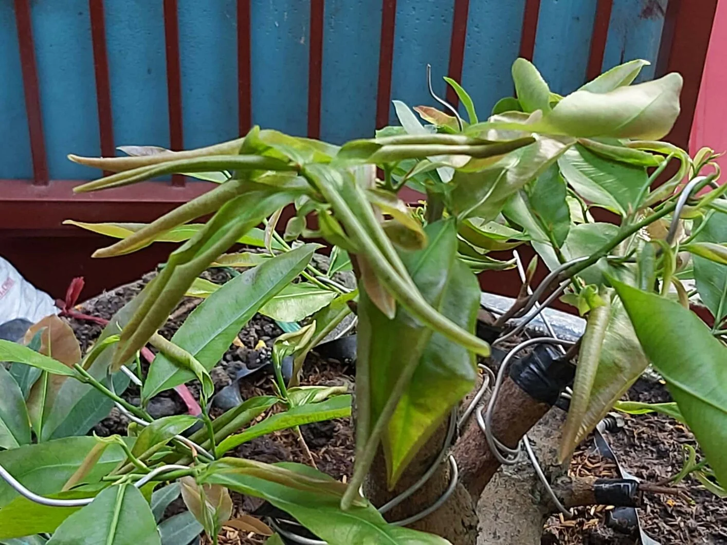 Xin giúp về bệnh mai vàng...