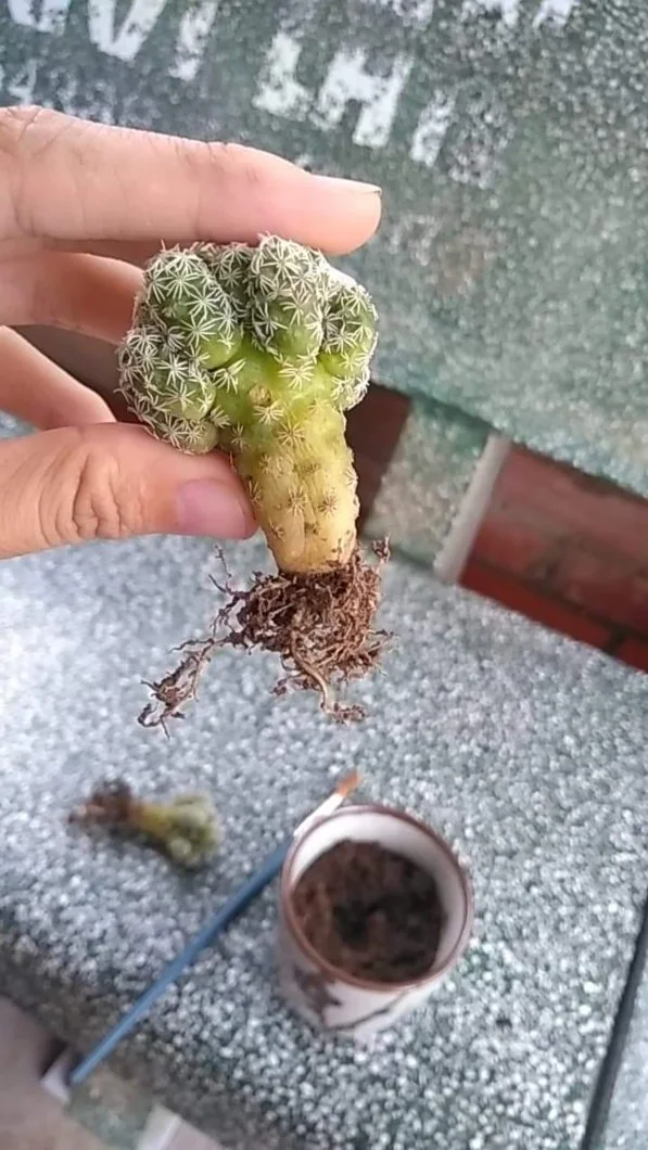 Xương rồng trứng chim