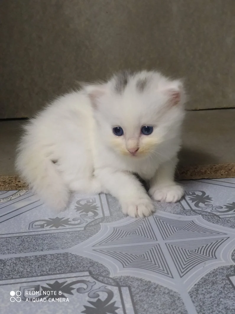 3 bé Mèo Anh Lông Dài Trắng và Mun mắt Xanh