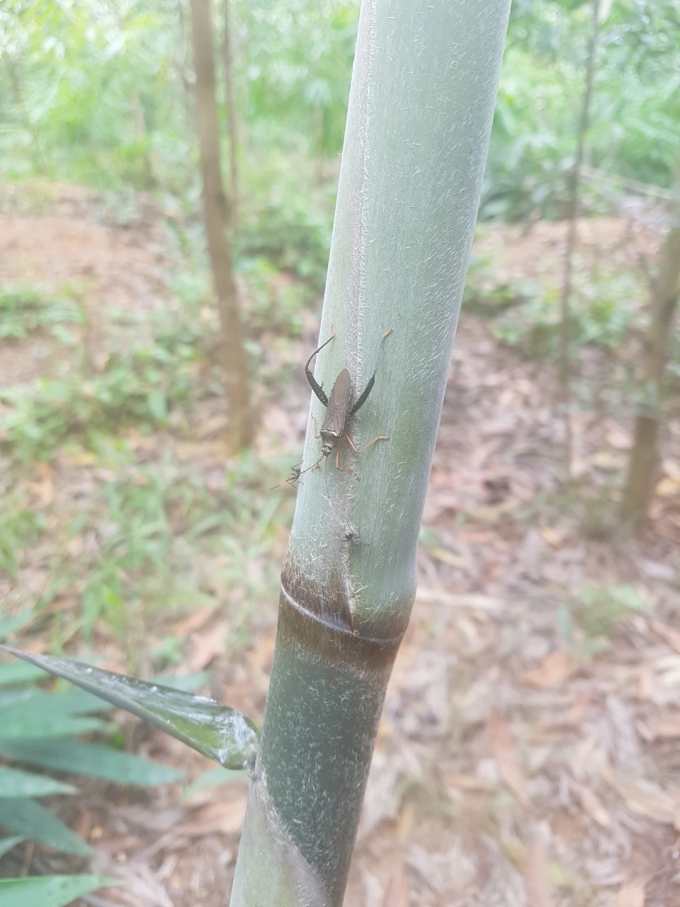 con này là con gì