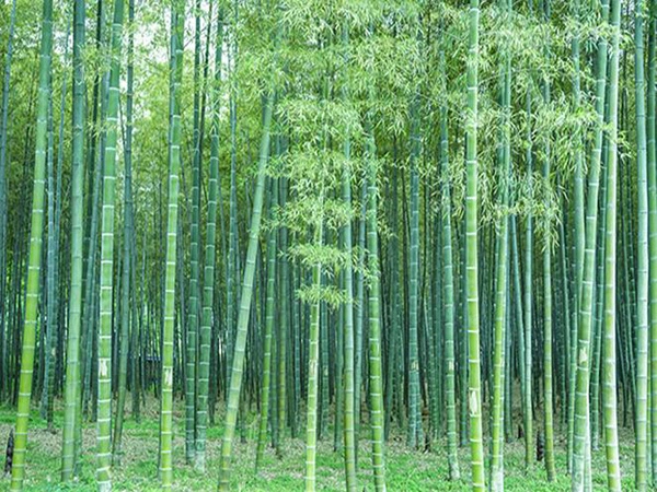 rung truc dai_ tre moso.webp