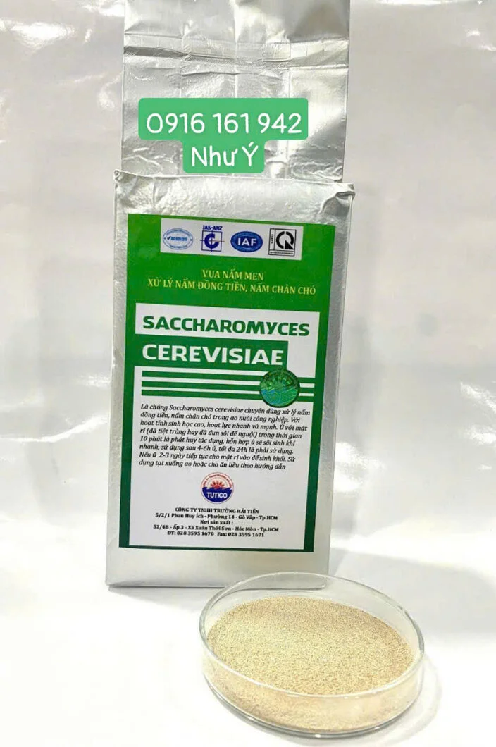 Saccharomycess tht.jpg1.webp