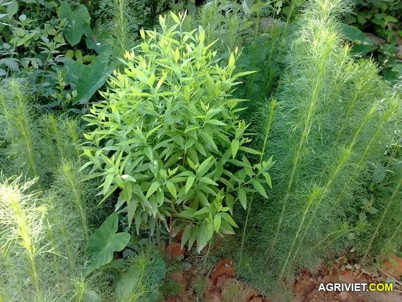 sandalwood-xishuangbanna (2).webp