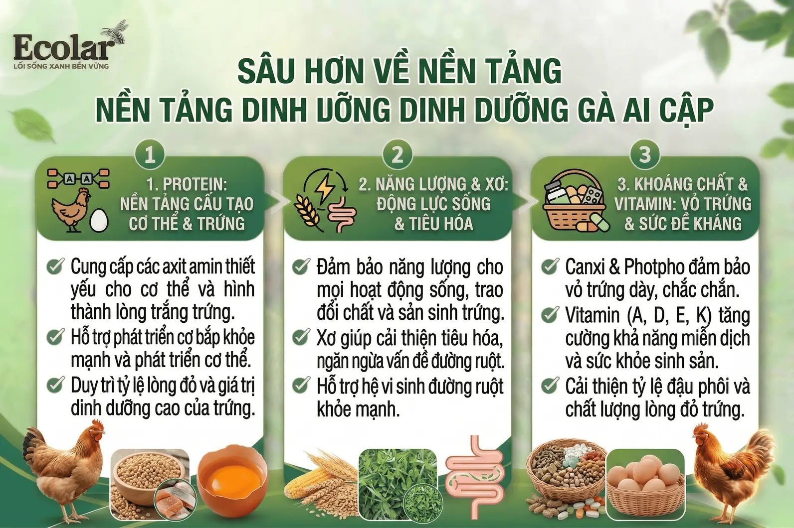 sau-hon-ve-nen-tang-dinh-duong-ga-ai-cap.webp