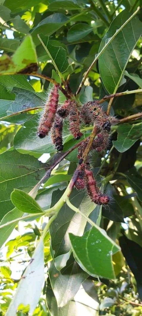 sau khi phun Bio-B.webp