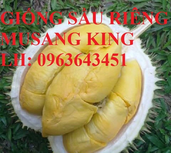Sau-rieng-musang-king-480x430.webp