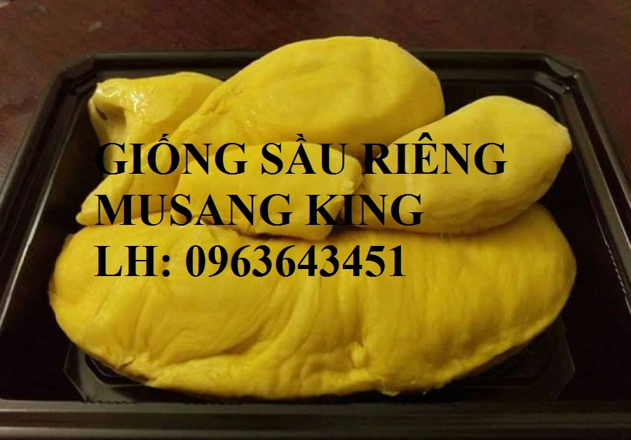 sau-rieng-musang-king.webp
