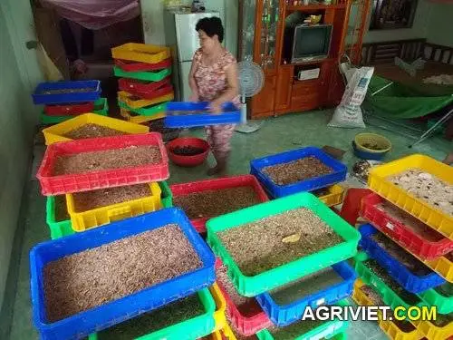 Nguy cơ từ việc nuôi sâu Superworm