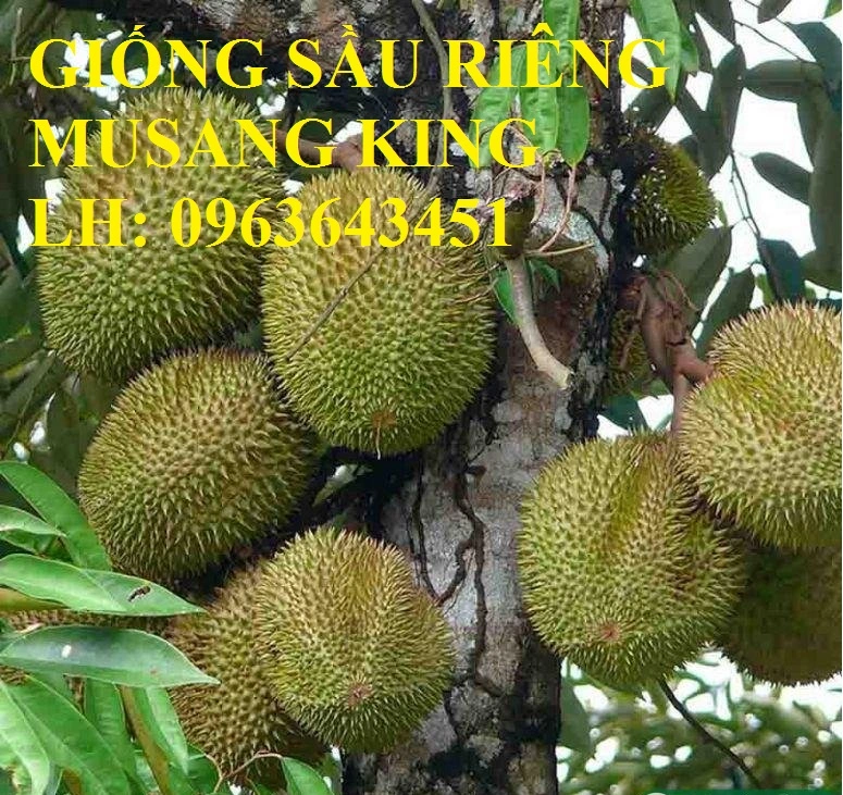 sau_rieng_musang_king_4.webp