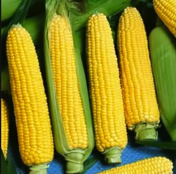 Screen Shot 2018-05-06 at 19.07.15.webp