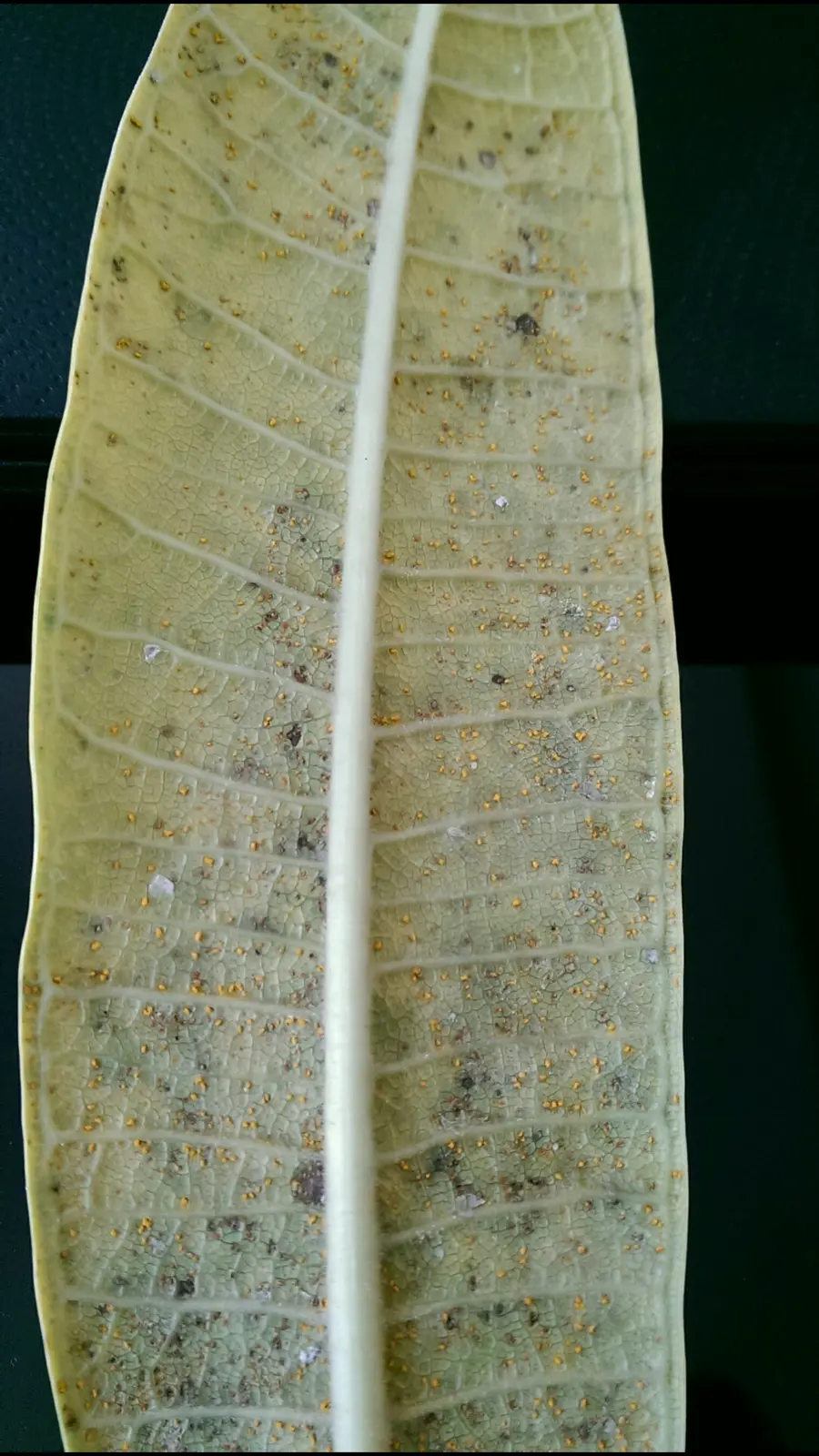 Mọi người giúp em với ạ. bệnh cây Sứ