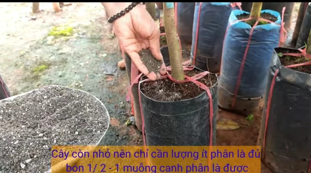 Cách bón phân cho cây giống sầu riêng tại vườn ươm