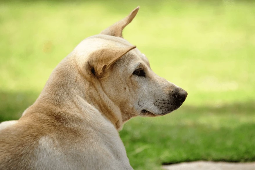 Giống chó nào đang được nuôi nhiều ở Việt Nam hiện nay?