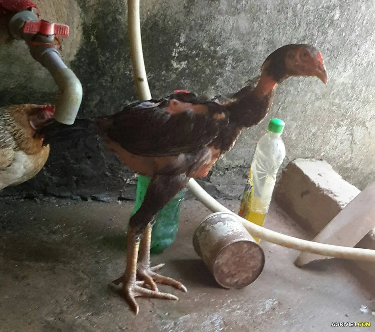 gà này trống hay mái mọi người