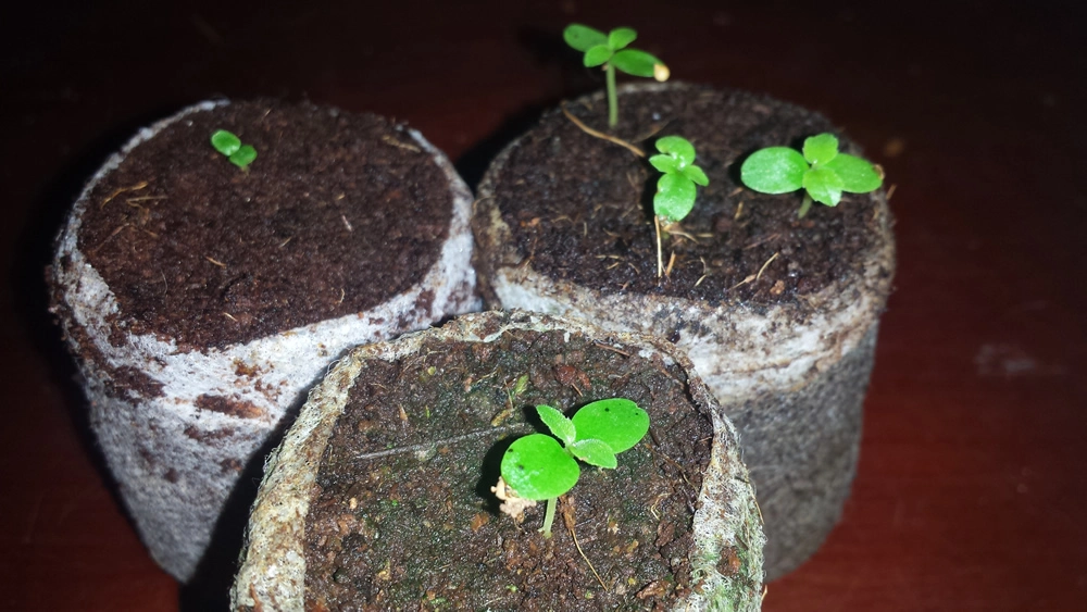 Ươm hạt sung mỹ rất dễ