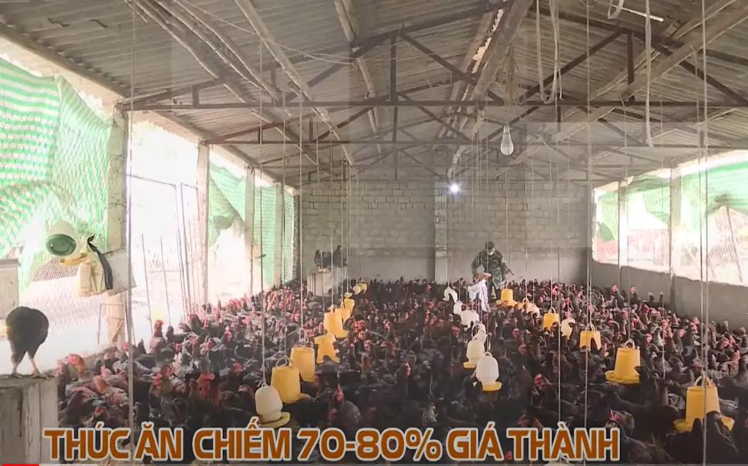 TA chiếm 80% giá thành.webp