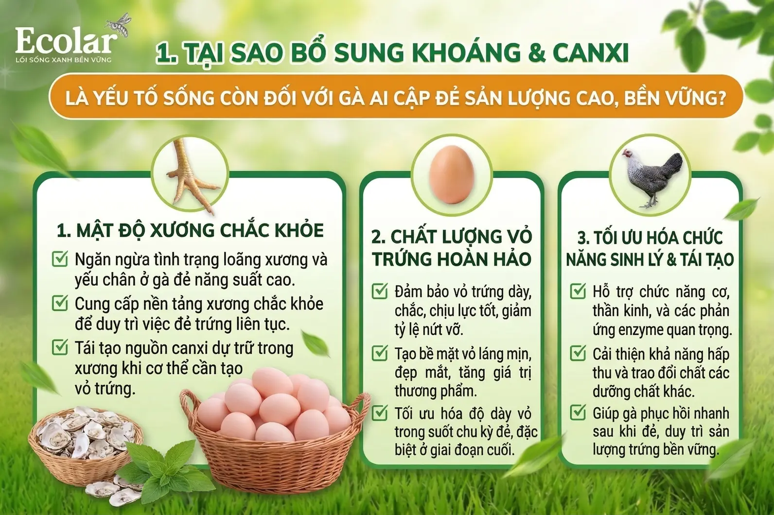 tai-sao-bo-sung-khoang-va-canxi_d8e425efac634256900914c001d63e14.webp