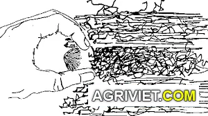 tải xuống (1).webp