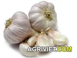 Bài thuốc dân gian trị bệnh cho Gà