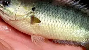 Tim Nguon CaRo Dau Vuong