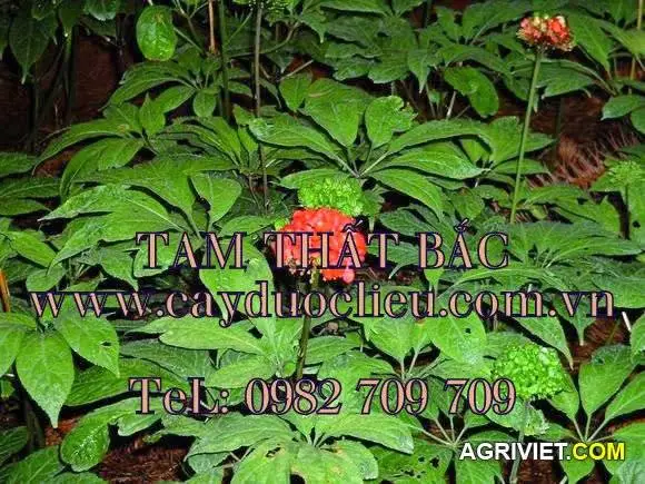 Tam Thất Bắc (17).webp