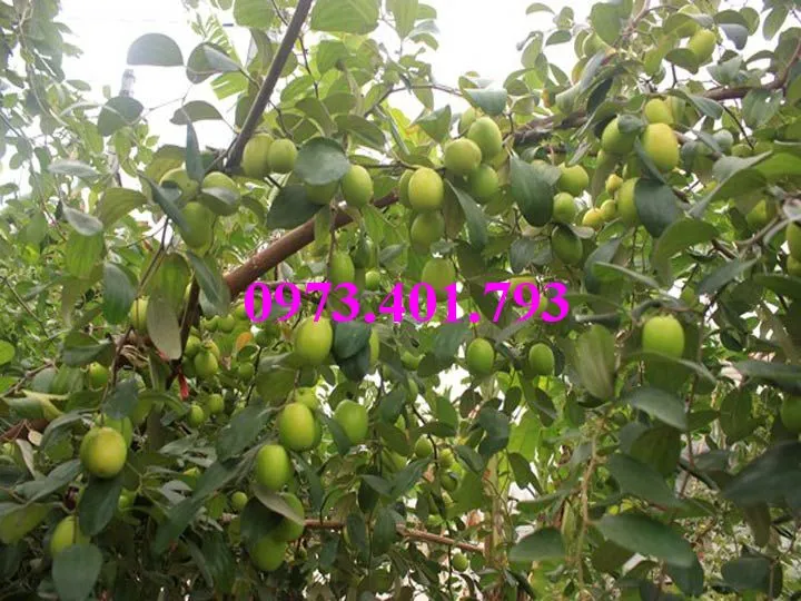 táo chua 3_result.webp