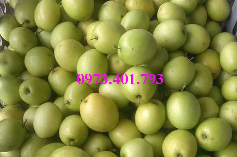 táo chua5_result.webp