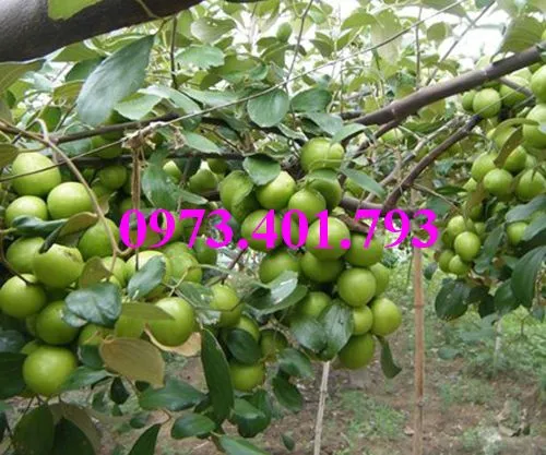 táo chua7_result.webp