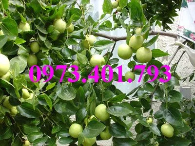 táo chua_result.webp