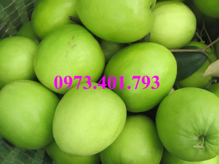 táo dai loan1_result.webp