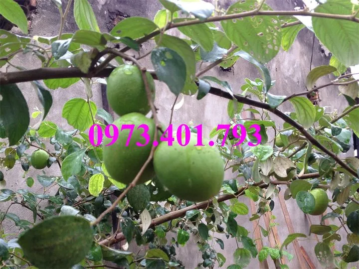 táo dai loan4_result.webp