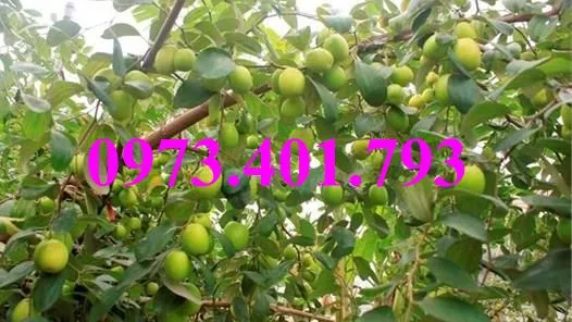 táo dai loan5_result.webp