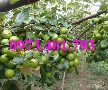 táo dai loan7_result.webp