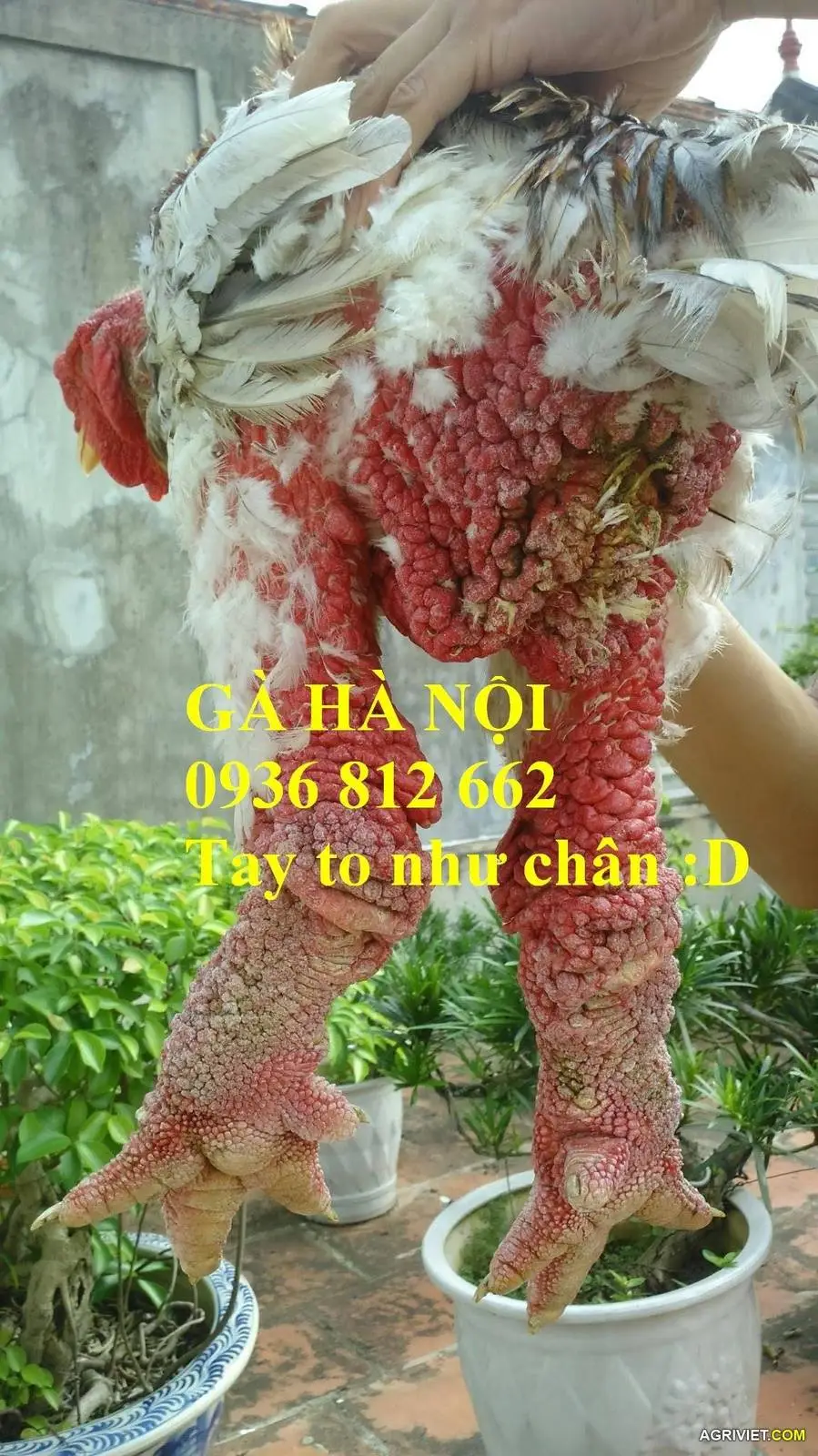 tay to nhu chan.webp