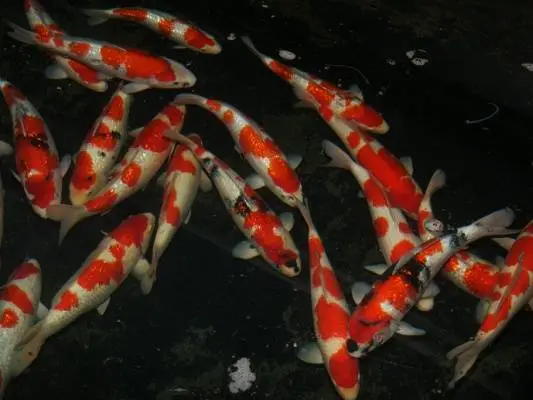 Teradomari Koi Farm - Gin Rin Kohaku - Koibito Japan (2).webp