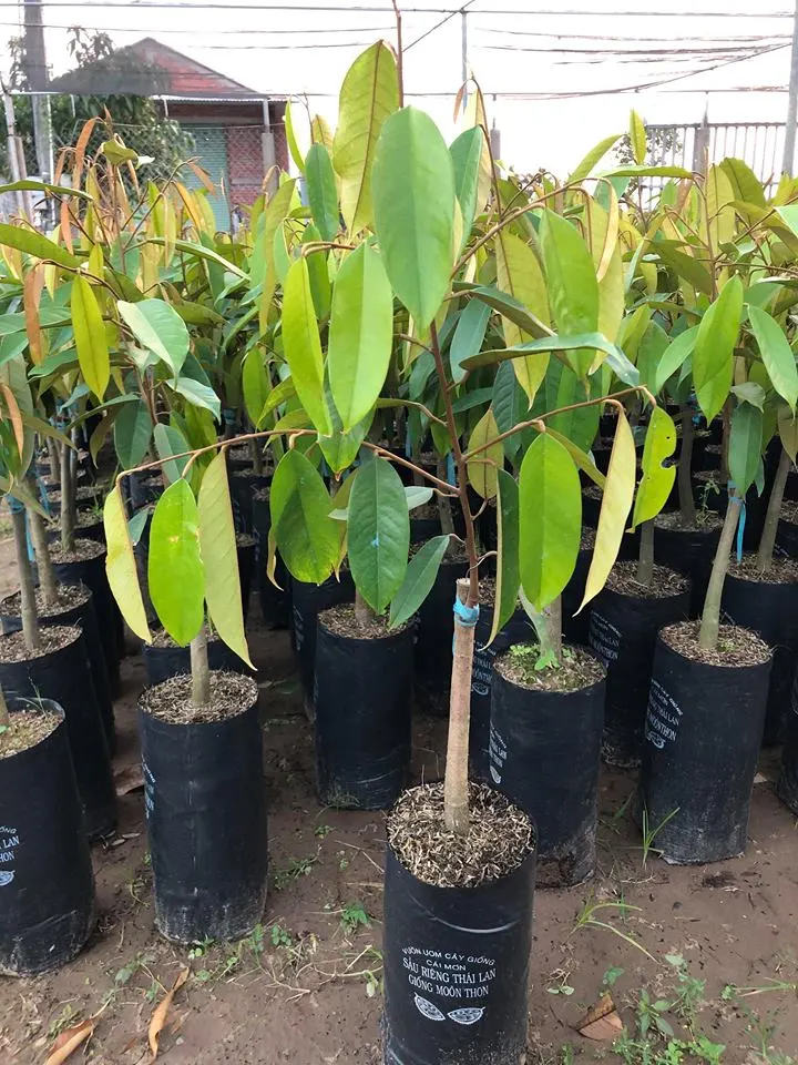 4 kỹ thuật chọn giống sầu riêng cần biết