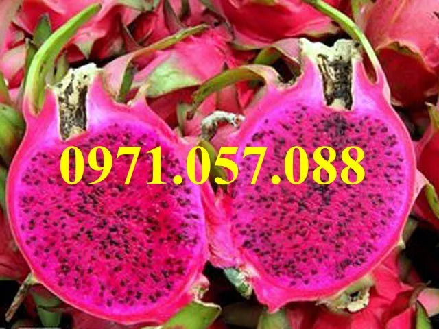 thanh long ruột đỏ 1_result.webp